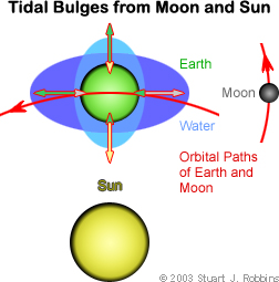 Tidal Bulges from the Moon and Sun